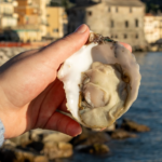 The ocean is too loud for baby oysters