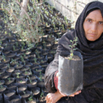 Reforestation in Iran revives traditional food and creates jobs