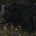 Is bear meat safe to eat?