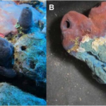 Real-life Moana “Shiny” sponge collects glitter to stop from being eaten