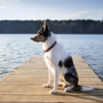 The Ultimate Guide to Remote Dog Training Collars