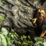 Call me by your marmoset name