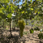 Bees for Peace in Israel uses biodynamic beekeeping to sweeten hearts