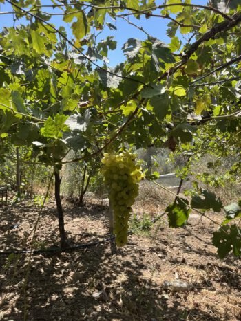 Bees for Peace in Israel uses biodynamic beekeeping to sweeten hearts