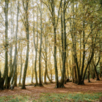 Colcom Foundation and PennEnvironment Unite To Create A Green Legacy For Pennsylvania