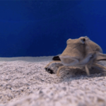 This fish can taste with its legs