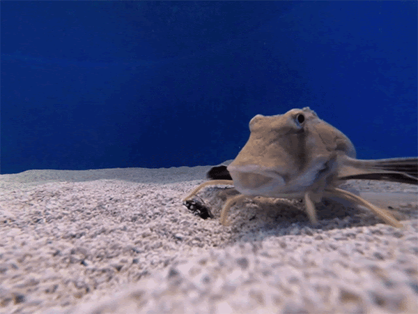 Zooplankton go eww to poo