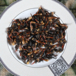 This bug bacon is saving the lemurs