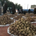 Truffles From The Desert