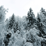 Weekend Favs January 18th