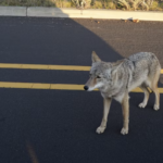 Chicago coyotes live longer around people. You can stop feeling guilty now