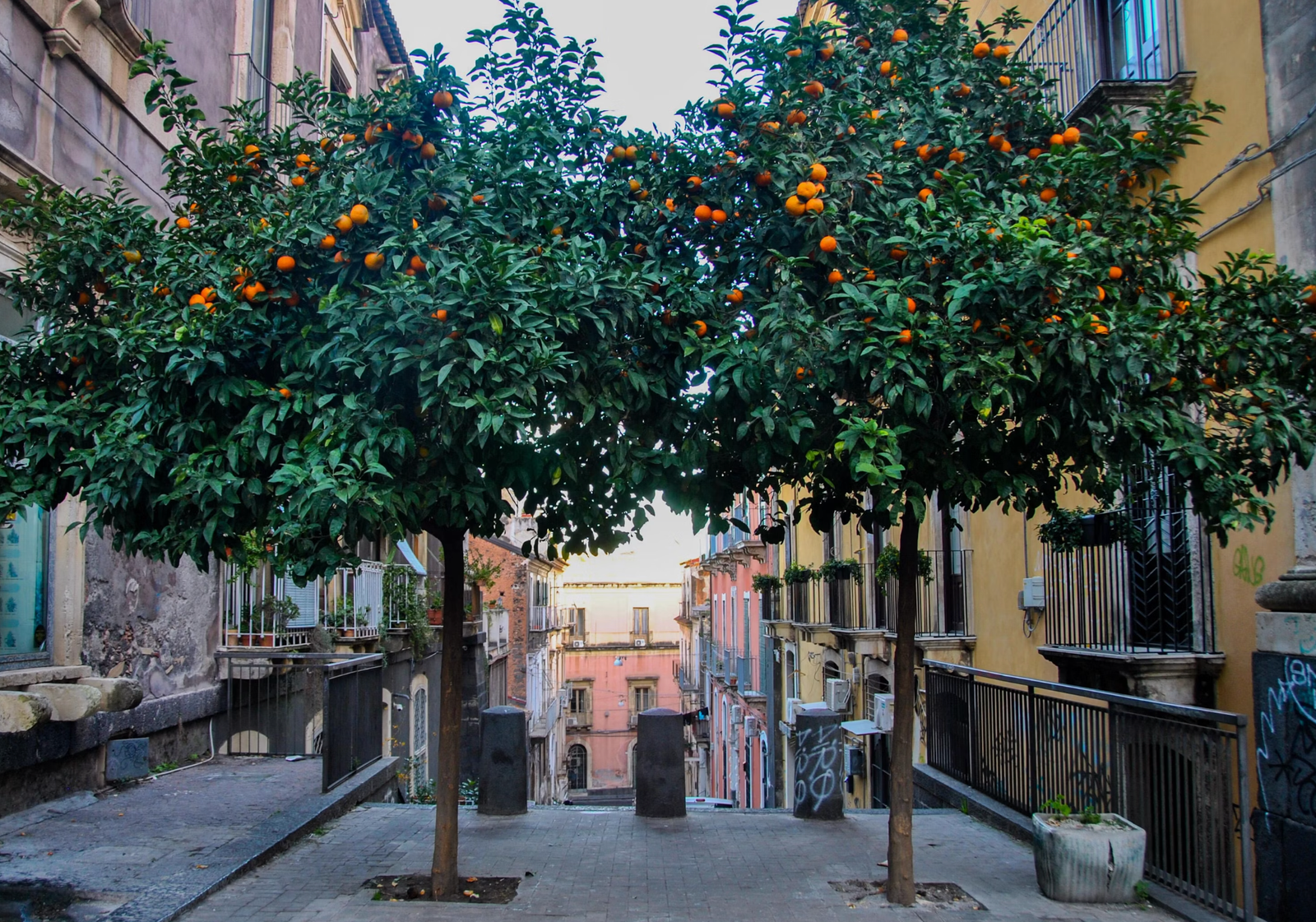 Tel Aviv is giving away free fruit trees to turn the city into an urban edible forest