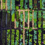 Do you have the greenest city? Apply for this global award