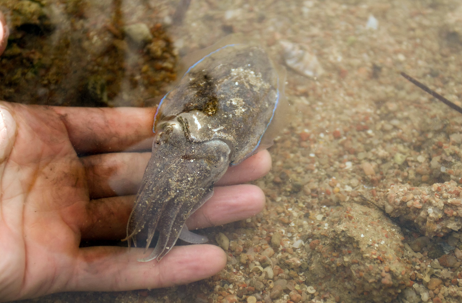 Can cuttlefish ink be “bear spray” against sharks?