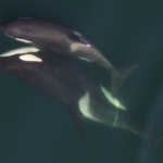 Using drones to know if whales are pregnant