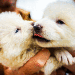 How Dire Wolf Technology is Saving the Rarest Wolves on Earth