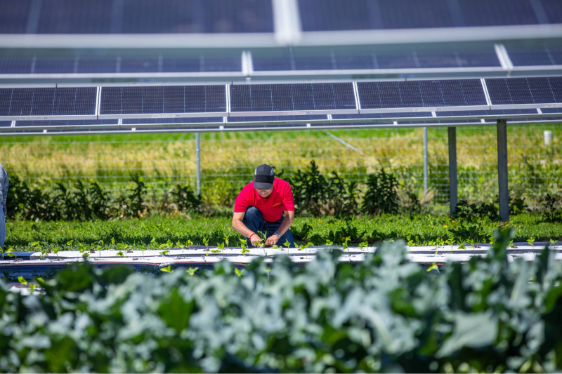 A guide to solar farms on a farm