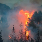 Battling the Blaze: Israel’s Wildfire Response