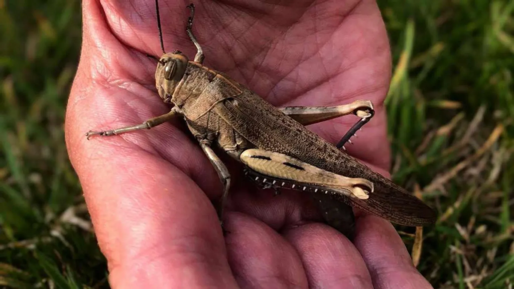Egyptian locust appears at English beach town signaling climate change